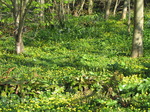 SX05059 Yellow Lesser Celandine (Ranunculus ficaria) and purple Common Bluebell (Hyacinthoides non-scripta) flowers on floor of woods.jpg